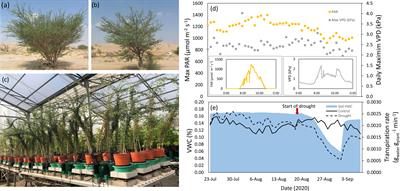 Responses of two Acacia species to drought suggest different water-use strategies, reflecting their topographic distribution